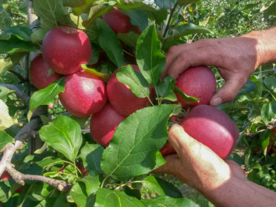 Apfelernte auf dem Weinhof Tholr