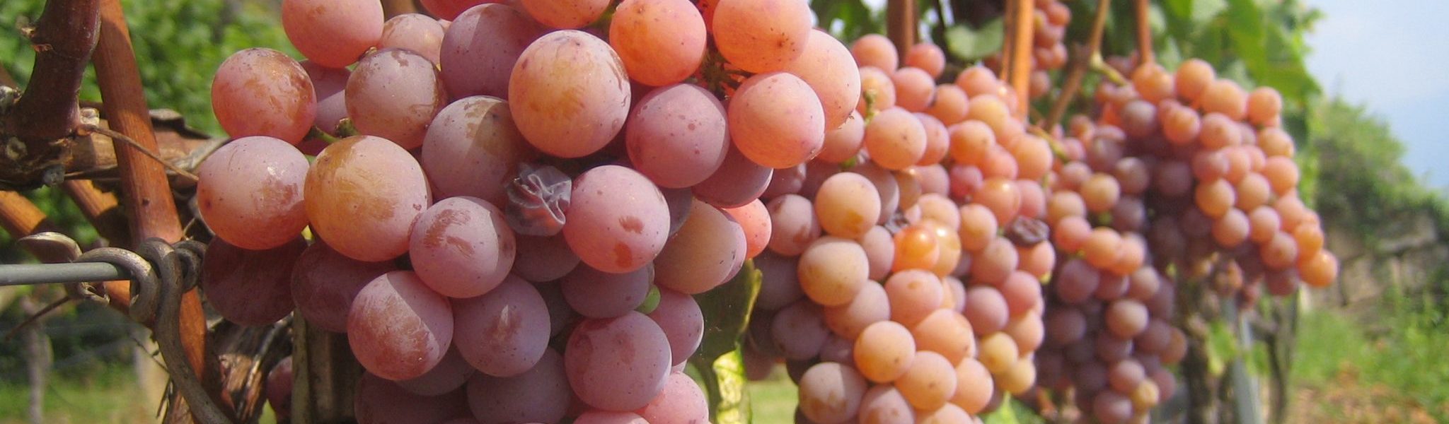 Gewuerztraminer Gewuerztraminer