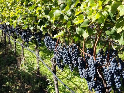 Merlot