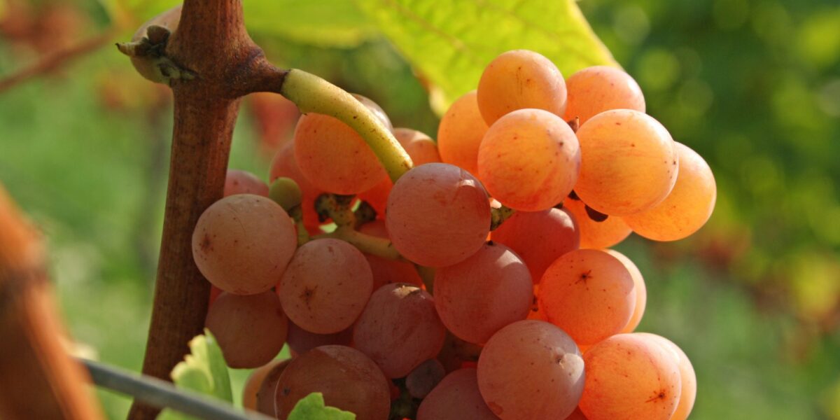 Heimat des Gewuerztraminer