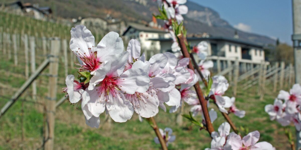 Mandelblüten beim Tholr